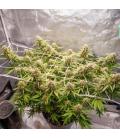 DUTCH PASSION - BLUEBERRY AUTO