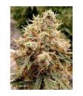 DUTCH PASSION - CBD WHITE WIDOW AUTO