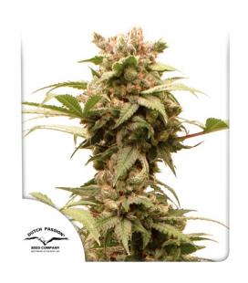 DUTCH PASSION - CBG FORCE AUTO