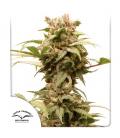 DUTCH PASSION - CBG FORCE AUTO