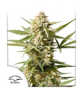 DUTCH PASSION - CINDERELLA JACK AUTO