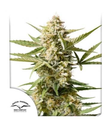DUTCH PASSION - CINDERELLA JACK AUTO