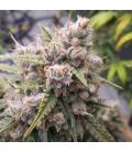 DUTCH PASSION - CINDERELLA JACK AUTO