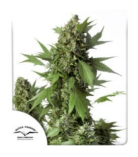 DUTCH PASSION - DUCK AUTO