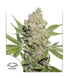 DUTCH PASSION - LEMON KIX AUTO