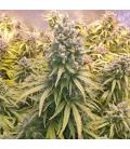 DUTCH PASSION - LEMON KIX AUTO