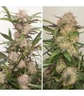 DUTCH PASSION - MIMOSA PUNCH AUTO