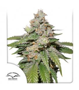 DUTCH PASSION - MOKUM'S TULIP AUTO