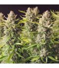 DUTCH PASSION - ORANGE BUD AUTO