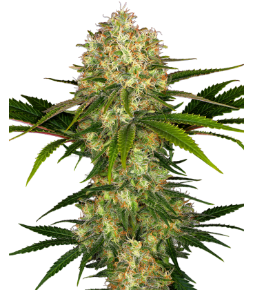 SENSI SEEDS - SENSI 1318 CBD FEM -