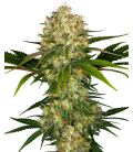 SENSI SEEDS - AFGHANI 1 FEM - REDUX SERIES