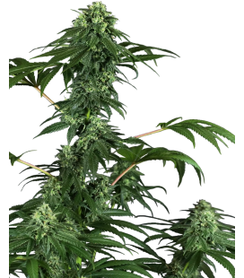 SENSI SEEDS - 420 PUNCH FEM