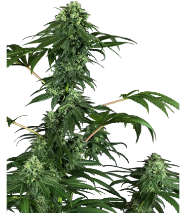 SENSI SEEDS - 420 PUNCH FEM