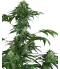 SENSI SEEDS - SENSI 49 CBD FEM