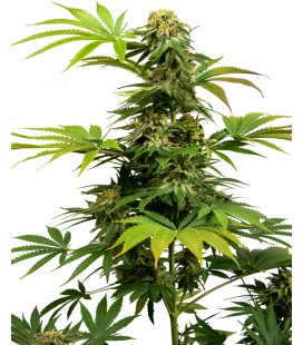 SENSI SEEDS - SENSI 1318 CBD FEM