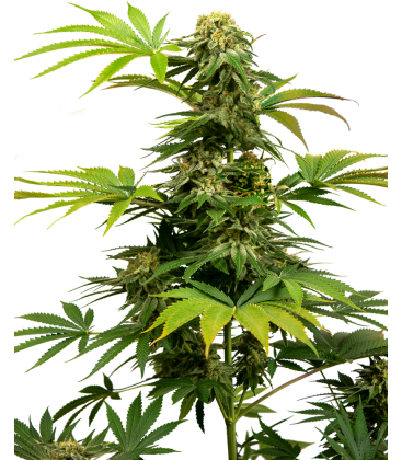 SENSI SEEDS - SENSI 1318 CBD FEM