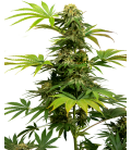 SENSI SEEDS - SENSI 1318 CBD FEM