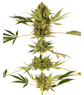 SENSI SEEDS - SENSI 49 CBD FEM