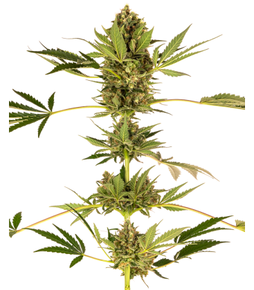 SENSI SEEDS - SENSI 49 CBD FEM