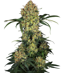 SENSI SEEDS - SENSI 1318 CBD FEM -