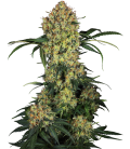 SENSI SEEDS - SENSI 1318 CBD FEM