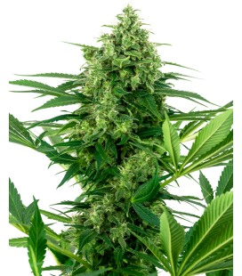 SENSI SEEDS - SENSI 1318 CBD FEM -