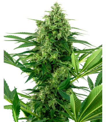 SENSI SEEDS - SENSI 1318 CBD FEM -