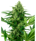 SENSI SEEDS - SENSI 1318 CBD FEM -