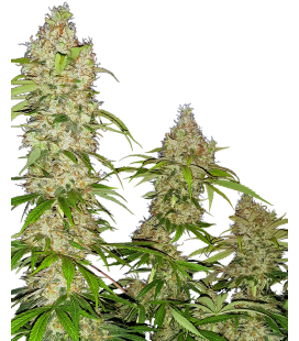 SENSI SEEDS - SENSI 1318 CBD FEM