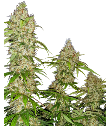 SENSI SEEDS - BANANA KUSH CAKE FEMMINIZZATA