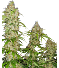 SENSI SEEDS - BANANA KUSH CAKE FEM - RESEARCH