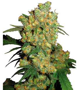 SENSI SEEDS - BIG BUD FEMMINIZZATA