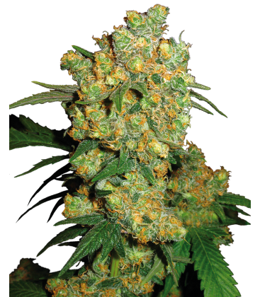 SENSI SEEDS - BIG BUD FEMMINIZZATA