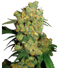 SENSI SEEDS - BIG BUD FEM