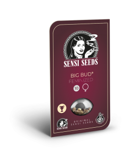 SENSI SEEDS - BIG BUD FEMMINIZZATA