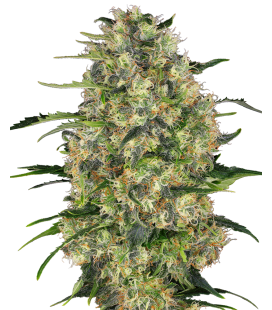 SENSI SEEDS - BLACK DOMINA FEMMINIZZATA