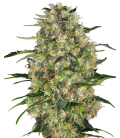 SENSI SEEDS - BLACK DOMINA FEM