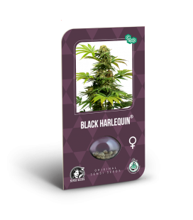 SENSI SEEDS - BLACK HARLEQUIN (EX SENSI 1318)