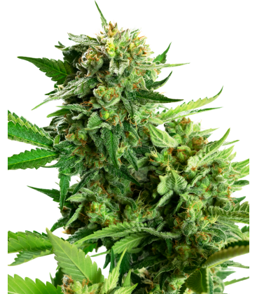 SENSI SEEDS - BLACKBERRY CAKE FEMINIZED - RESEARCH