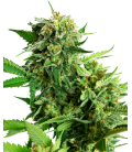 SENSI SEEDS - BLACKBERRY CAKE FEMINIZED - RESEARCH