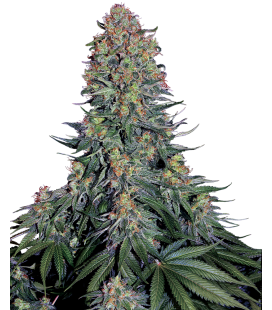 SENSI SEEDS - BLUE SKUNK FEM