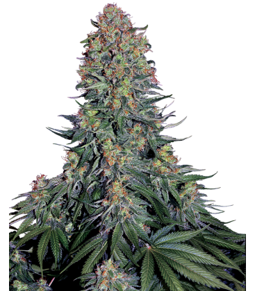 SENSI SEEDS - BLUE SKUNK FEM