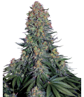 SENSI SEEDS - BLUE SKUNK FEM