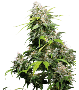 SENSI SEEDS - CALIFORNIA INDICA FEMMINIZZATA - REDUX SERIES