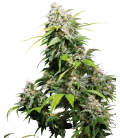 SENSI SEEDS - CALIFORNIA INDICA FEMMINIZZATA - REDUX SERIES