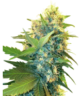 SENSI SEEDS - DOUBLE KUSH CAKE FEMMINIZZATA - RESEARCH