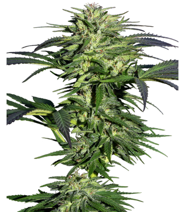 SENSI SEEDS - DURBAN FEMMINIZZATA - REDUX SERIES