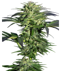 SENSI SEEDS - DURBAN FEM - REDUX SERIES