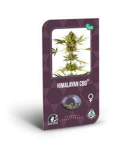 SENSI SEEDS - HIMALAYAN CBD (EX SENSI 49)