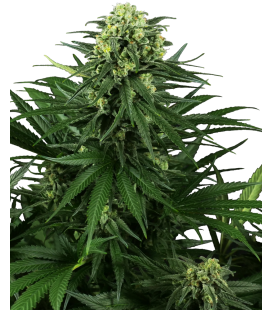 SENSI SEEDS - HONEY MELON KUSH FEM